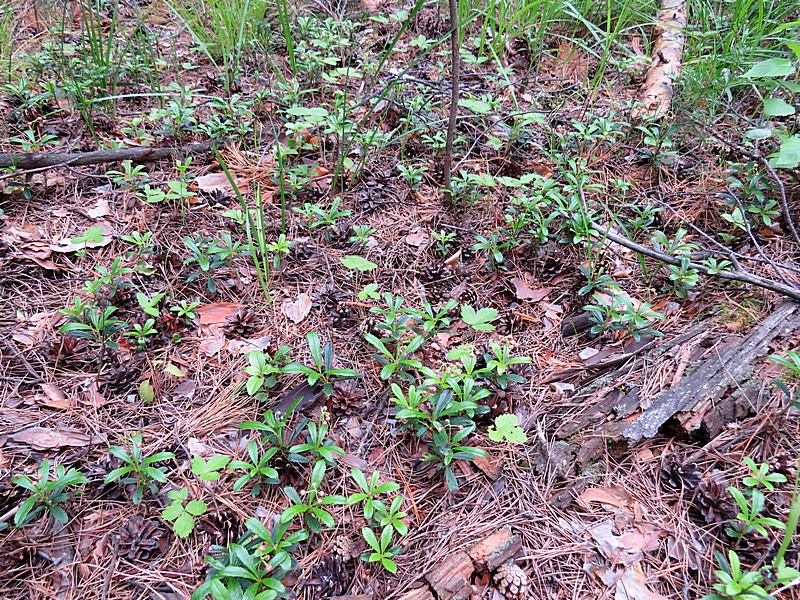 Изображение особи Chimaphila umbellata.