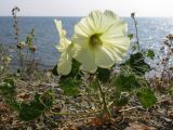 Alcea rugosa