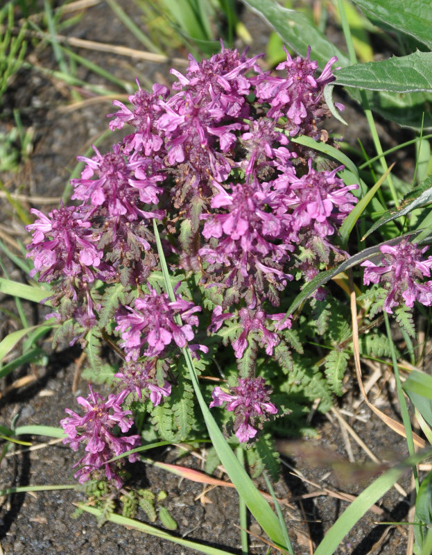 Изображение особи Pedicularis verticillata.