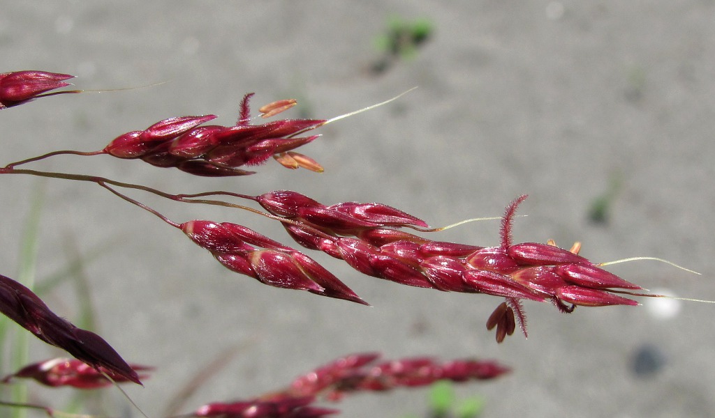 Image of Sorghum halepense specimen.