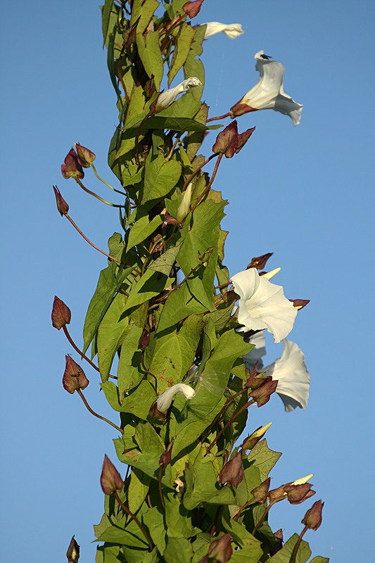 Изображение особи Calystegia sepium.