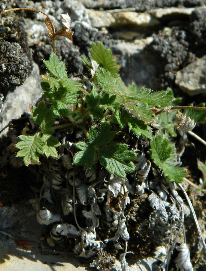 Image of Potentilla arenosa specimen.