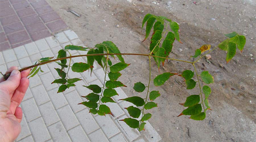 Image of Koelreuteria bipinnata specimen.