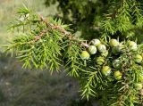 Juniperus deltoides. Ветвь с шишкоягодами. Крым, окр. г. Севастополь, мыс Фиолент, горный склон. Сентябрь 2013 г.