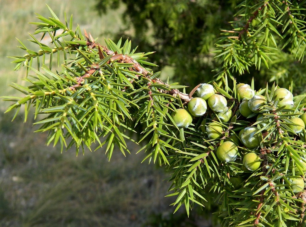 Image of Juniperus deltoides specimen.