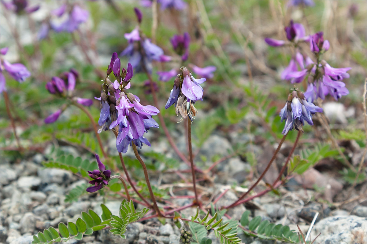 Image of Astragalus subpolaris specimen.