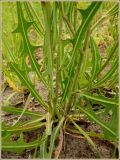 Lactuca tatarica