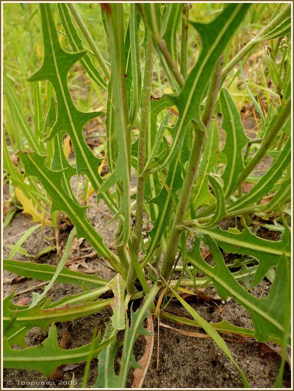 Image of Lactuca tatarica specimen.