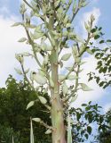 Yucca glauca. Нижняя часть соцветия. Германия, г. Дюссельдорф, Ботанический сад университета. 14.08.2013.