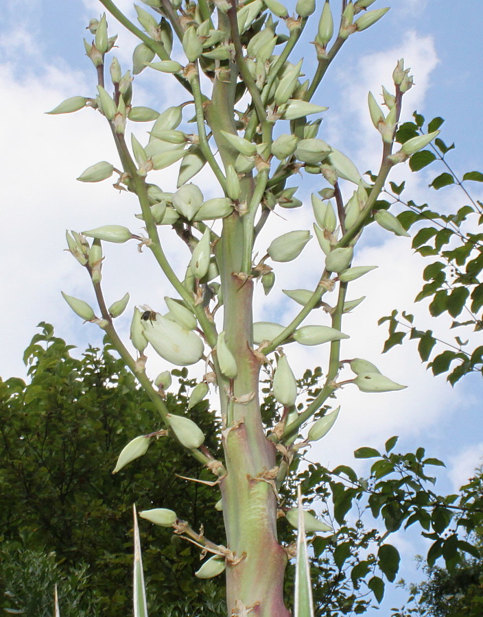 Изображение особи Yucca glauca.