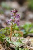 Corydalis solida. Цветущее растение. Ростовская обл., Аксайский р-н, окр. хут. Александровка. 05.04.2012.