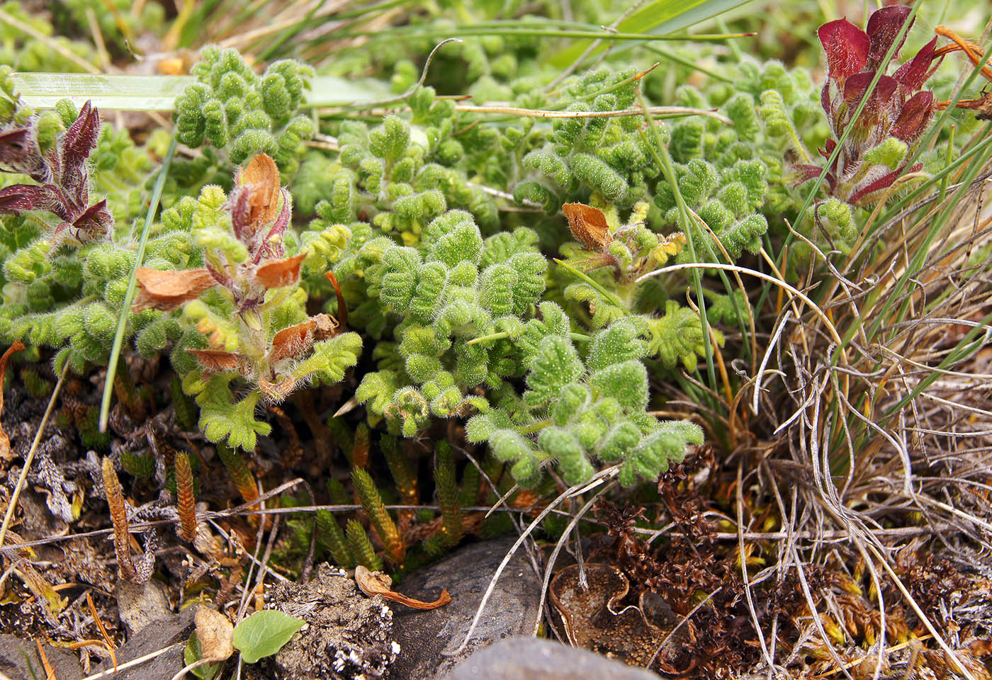 Image of Dracocephalum palmatum specimen.