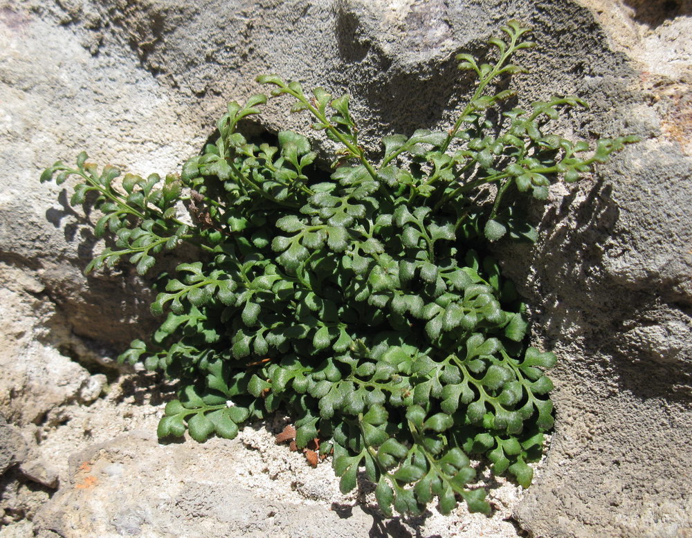 Изображение особи Asplenium ruta-muraria.