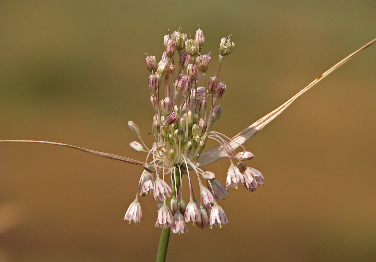 Image of Allium paniculatum specimen.