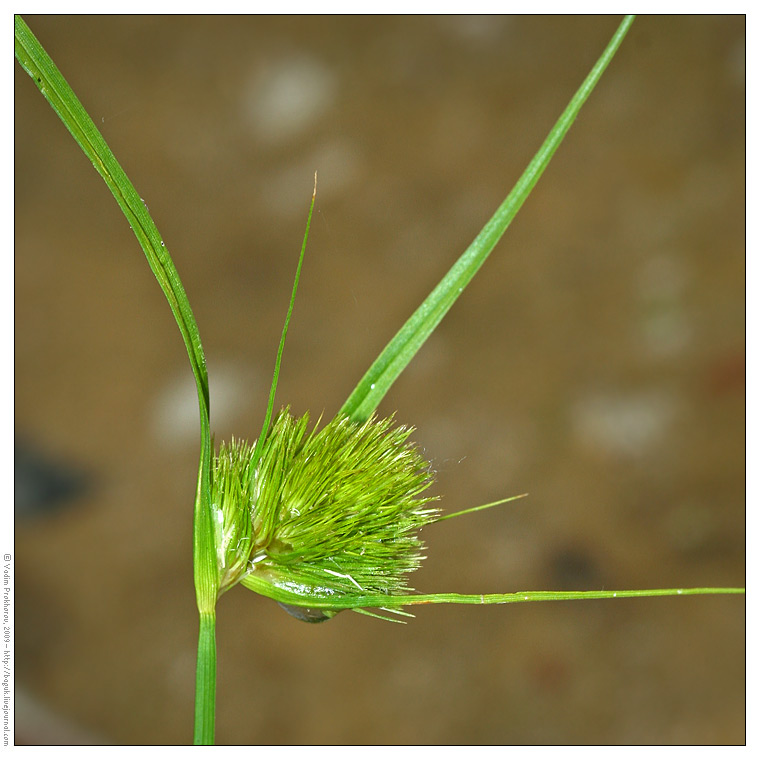 Image of Carex bohemica specimen.