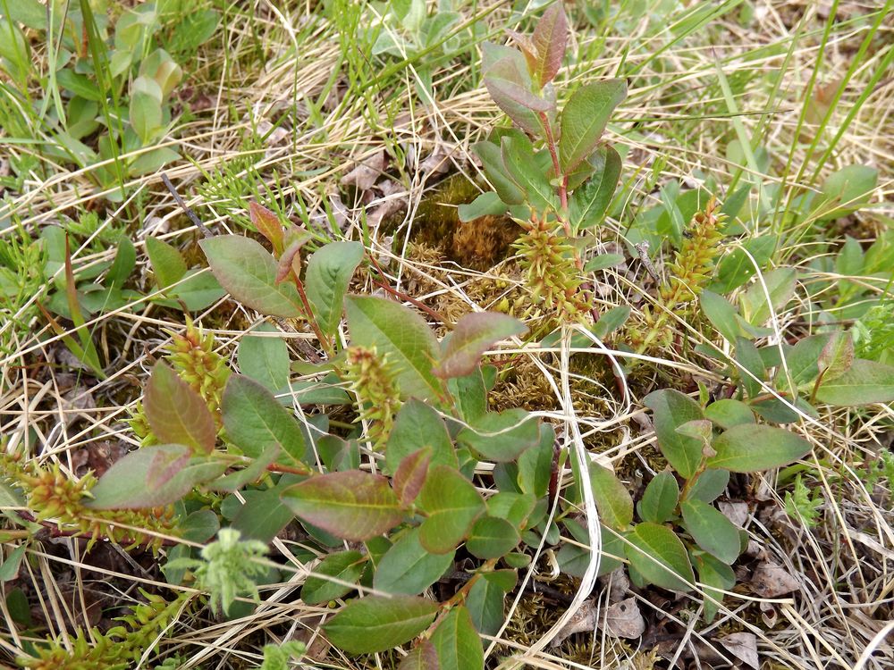 Изображение особи Salix hastata.