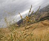 Salsola vermiculata