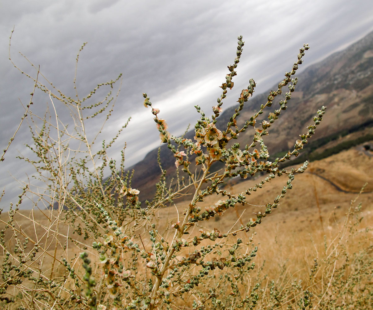 Image of Salsola vermiculata specimen.