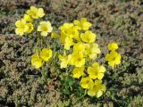 Oxalis pes-caprae. Цветущее растение (вокруг почвопокровные растения сем. Aizoaceae). США, Калифорния, Монтерей (инвазивный вид). 17.02.2014.