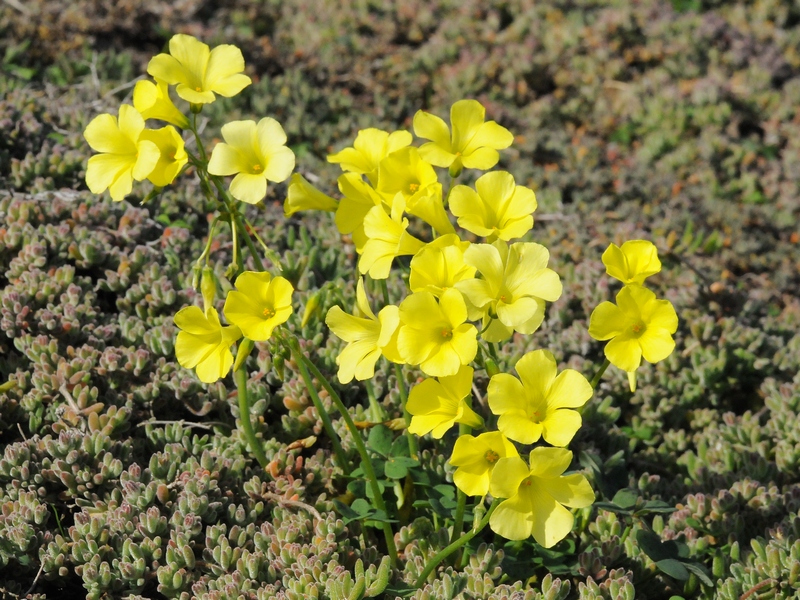 Image of Oxalis pes-caprae specimen.