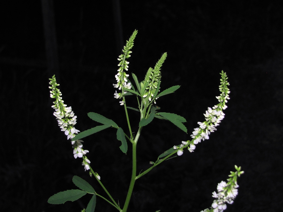 Image of Melilotus albus specimen.