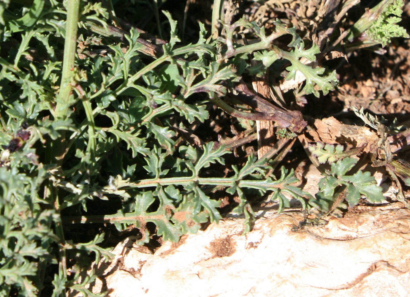 Image of Scrophularia xanthoglossa specimen.