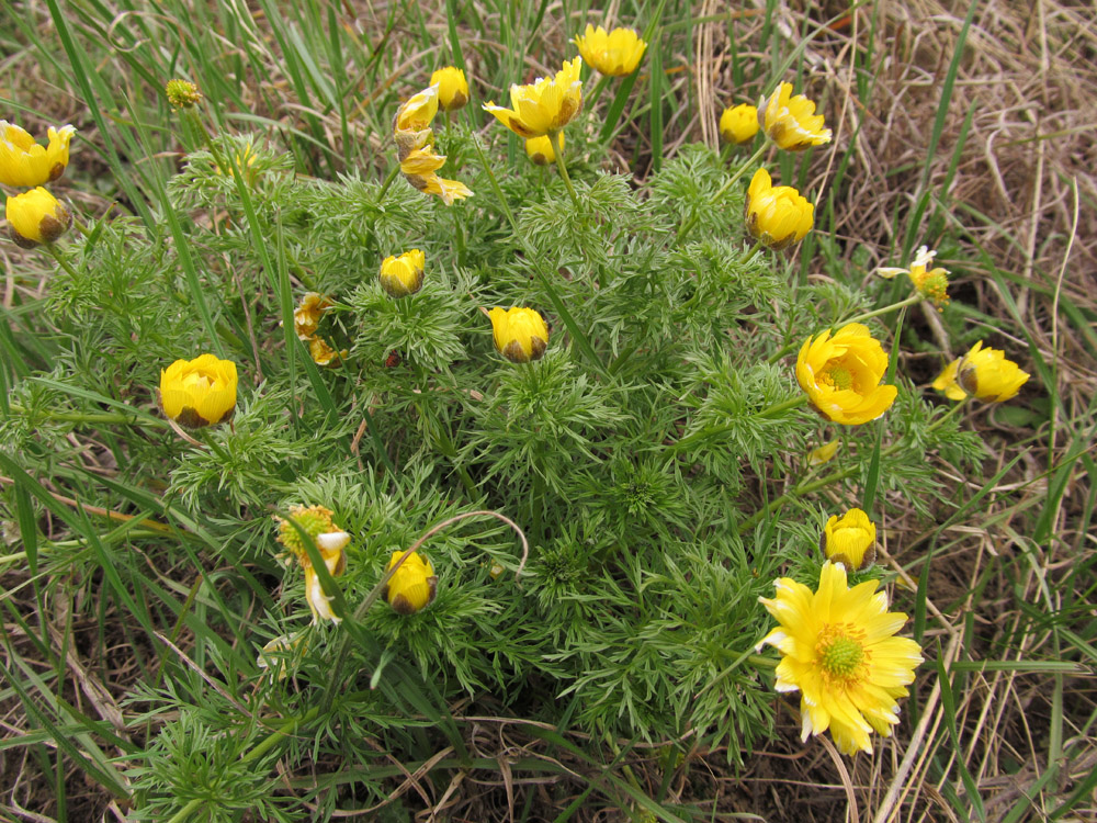 Image of Adonis volgensis specimen.