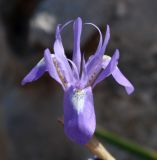 Moraea sisyrinchium. Цветок. Израиль, гора Гильбоа, гарига. 22.03.2014.