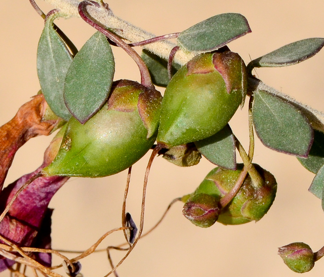 Изображение особи Eremophila laanii.