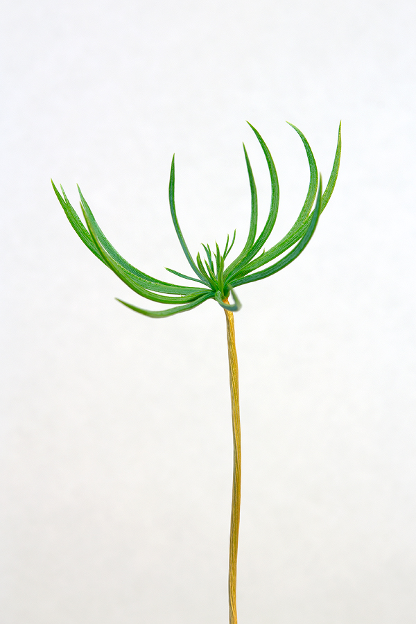 Изображение особи Pinus sibirica.
