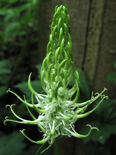 Image of Phyteuma spicatum specimen.