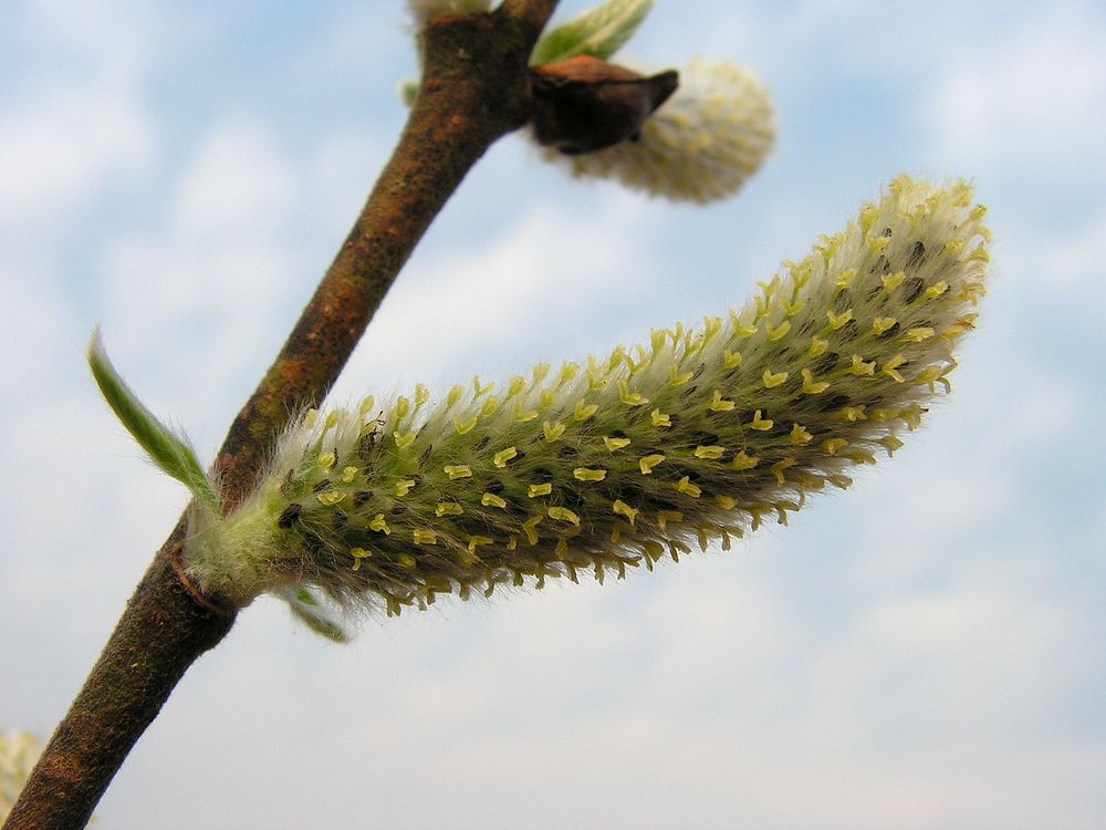 Image of genus Salix specimen.