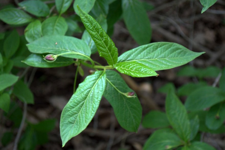 Image of Lonicera alpigena specimen.