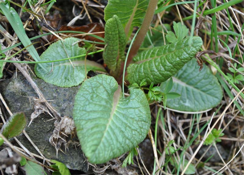 Image of Primula cordifolia specimen.