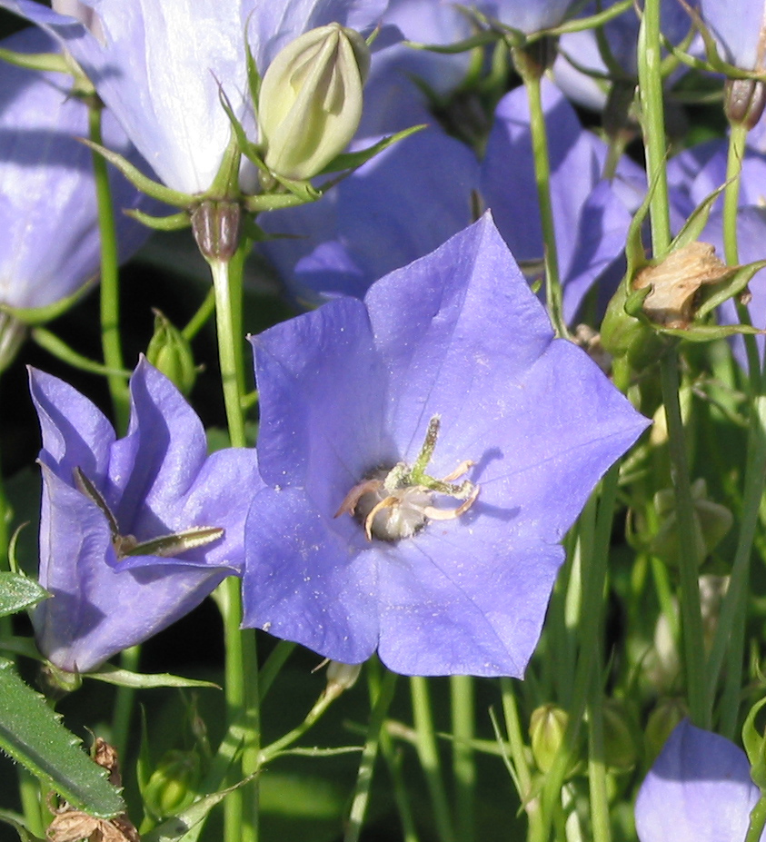 Image of Campanula carpatica specimen.