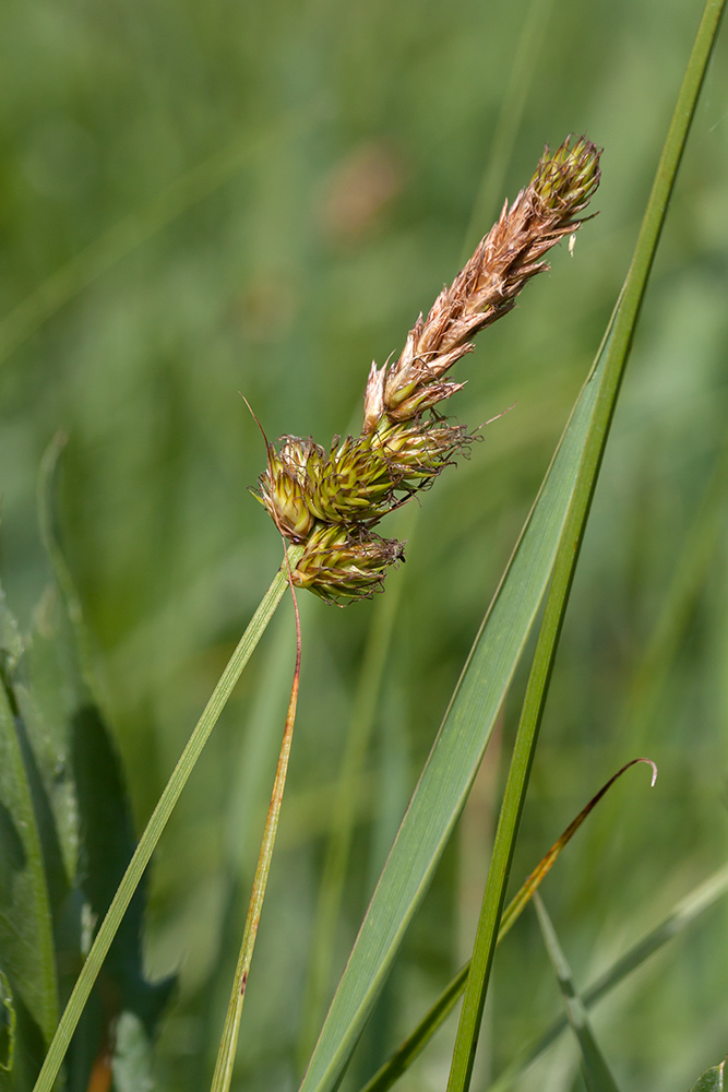 Изображение особи Carex disticha.