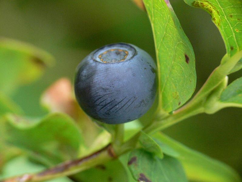 Изображение особи Vaccinium ovalifolium.