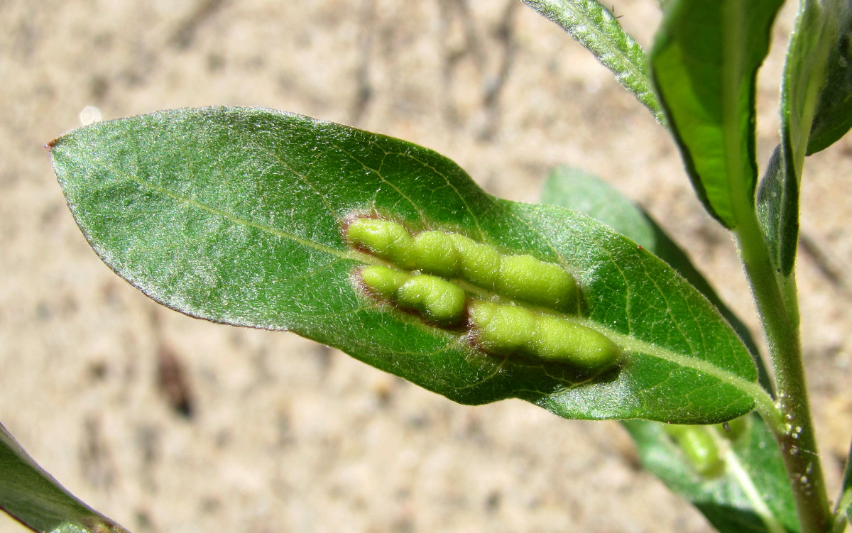 Image of Salix gmelinii specimen.