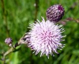 Cirsium setosum. Раскрывающееся и раскрывшееся соцветия. Ярославль, ст. Полянки, луговина в полосе отчуждения. 6 июля 2014 г.