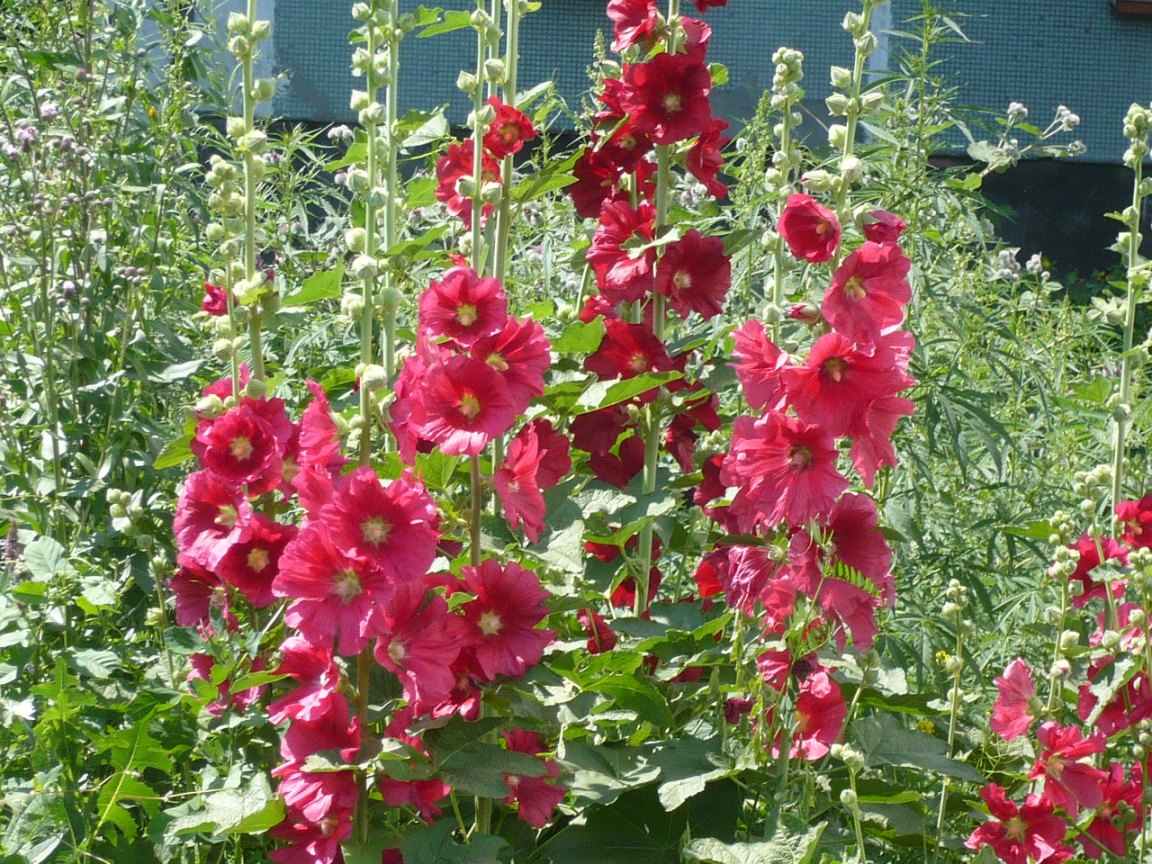 Изображение особи Alcea rosea.