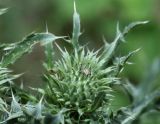 Carduus acanthoides. Нераспустившееся соцветие. Молдова, Криулянский р-н, окрестности с. Слободзея-Дужка, пойма р. Днестр. 13.07.2014.