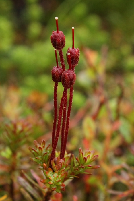 Изображение особи Phyllodoce caerulea.