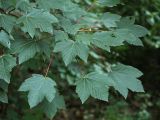 Acer pseudoplatanus. Побег (форма ''Atropurpureum'?). Белгородская обл., пос. Борисовка, дендрарий. 28.06.2009.