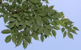 Fraxinus chinensis. Верхушка ветви (у листьев видна их нижняя сторона). Германия, г. Дюссельдорф, Ботанический сад университета. 03.06.2014.