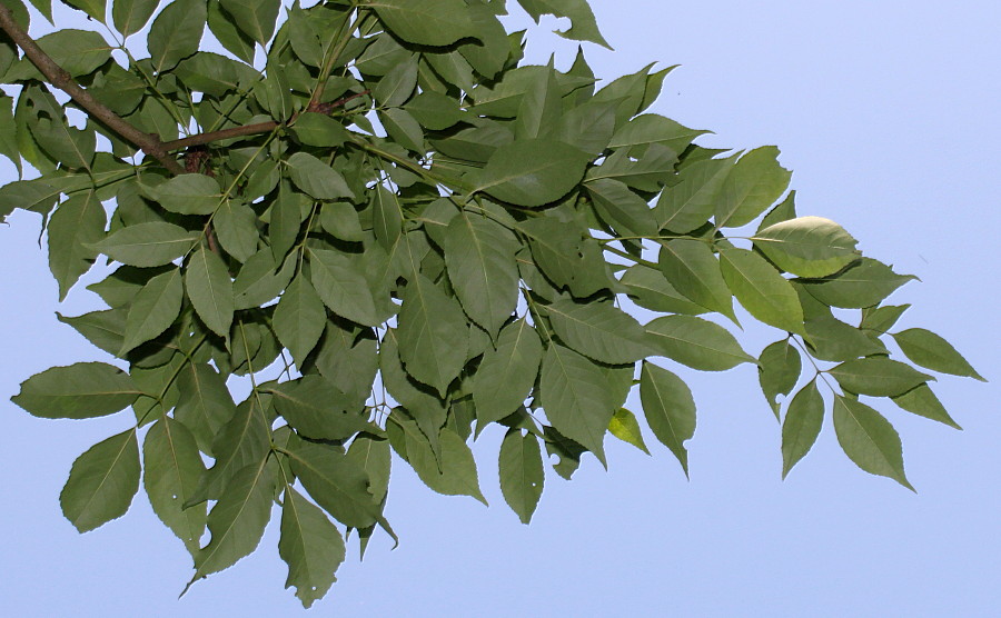 Image of Fraxinus chinensis specimen.