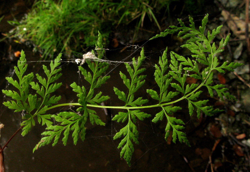 Изображение особи Cystopteris altajensis.