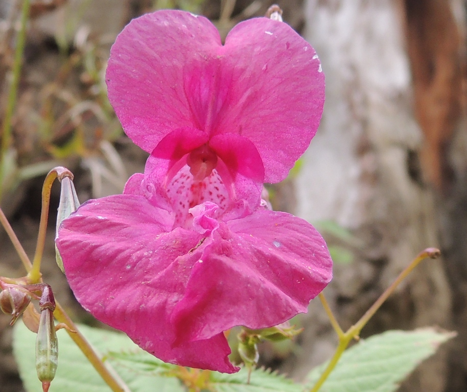 Image of Impatiens glandulifera specimen.