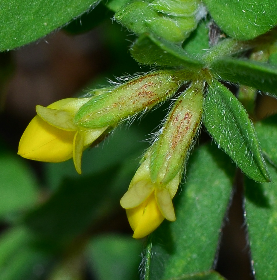 Image of Lotus peregrinus specimen.