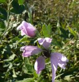 Malva thuringiaca