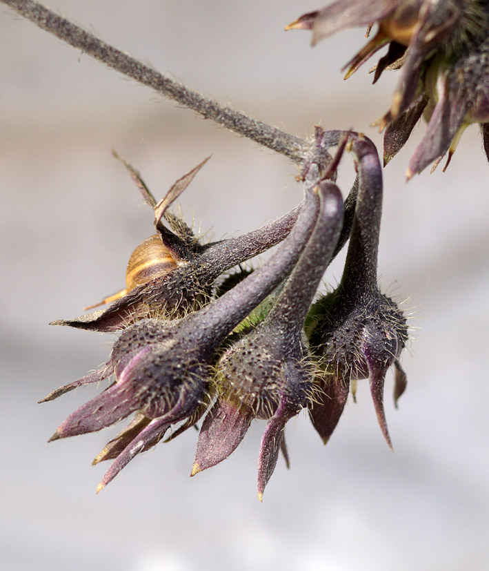 Image of Ipomoea purpurea specimen.